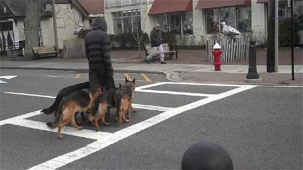 Questo ragazzo porta a passeggio un branco di cani senza guinzaglio!