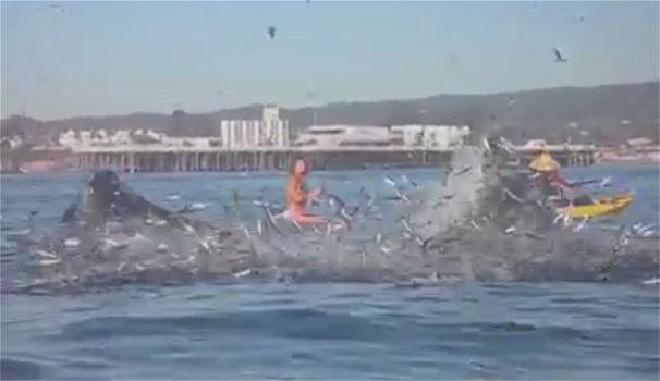 California, surfista rischia di essere inghiottita da una balena!