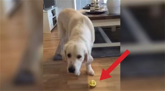 Ecco l’esilarante reazione di un cucciolo che assaggia un limone per la prima volta