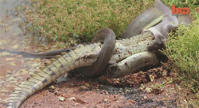 Pitone gigante divora un coccodrillo dopo 5 ore di battaglia