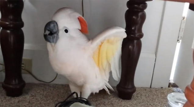 Video divertenti: la simpatica reazione di un pappagallo che non vuole andare dal veterinario