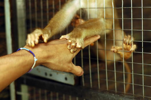 La Lav fa i nomi dei circhi con animali che ottengono fondi pubblici
