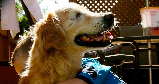 Smiley, il cane nato senza occhi è diventato un cane terapeuta