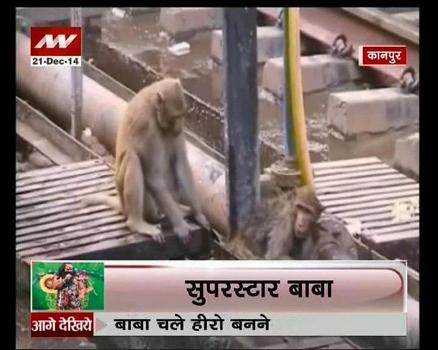 Una scimmia salva la vita ad un’altra scimmia: ecco il VIDEO che commuove e insegna