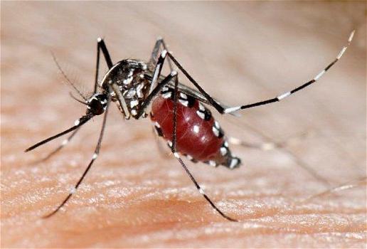 Dengue, il Brasile terrorizzato dalla febbre spacca-ossa
