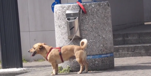 E voi? Fermereste l’abbandono di un cane? Ecco il VIDEO che sta facendo il giro del web