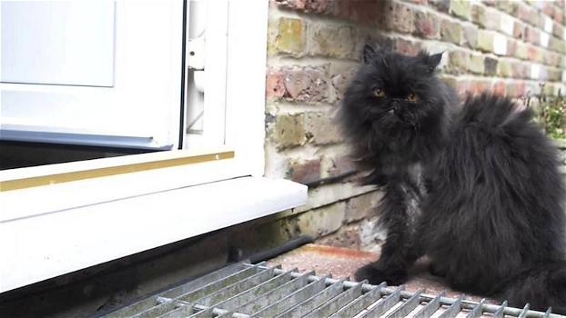 Ecco il VIDEO di Caffrey, il tenero gatto a 2 zampe che fa commuovere il web!