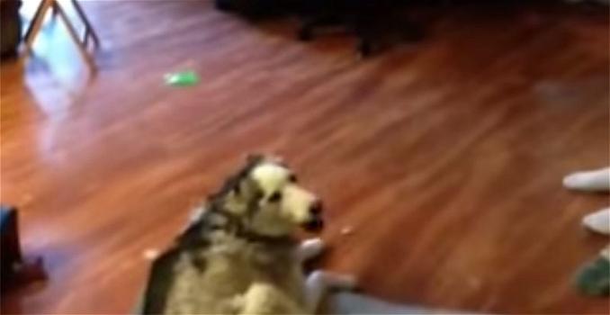 Video divertenti: Un cane e il suo padrone litigano