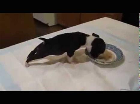 Guarda il video del tenerissimo cucciolo che mangia e…