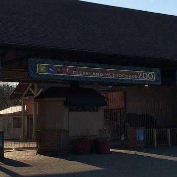 I genitori lo fanno penzolare nella gabbia del ghepardo: bambino di 2 anni ci cade dentro