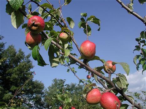 L’albero di melo per curare il diabete: arriva farmaco che agisce sui reni
