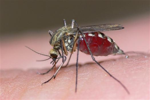 Tormentati dalle zanzare? Colpa dei vostri geni