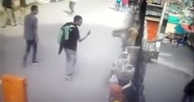 Video divertenti: un ragazzo mostra il dito medio ad una scimmia. Ecco come reagisce