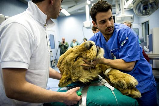 Il leone Leonardo salvato da un tumore grazie a un robot