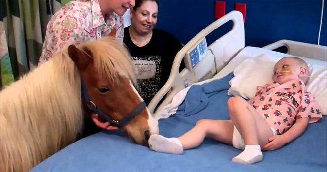 Un pony ed un bambino malato. Ecco il loro emozionante incontro