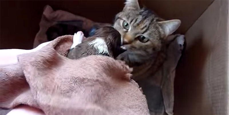 Un cane si aggiunge ad una cucciolata di gatti. Ecco come reagisce mamma gatto