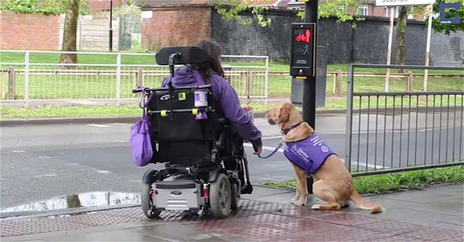 Ecco cosa fa questo cane per la sua padrona disabile. Adorabile