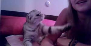 Video divertenti: Questo tenerissimo gatto chiede un bacio alla sua padrona