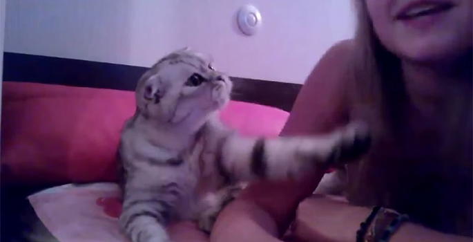 Video divertenti: Questo tenerissimo gatto chiede un bacio alla sua padrona