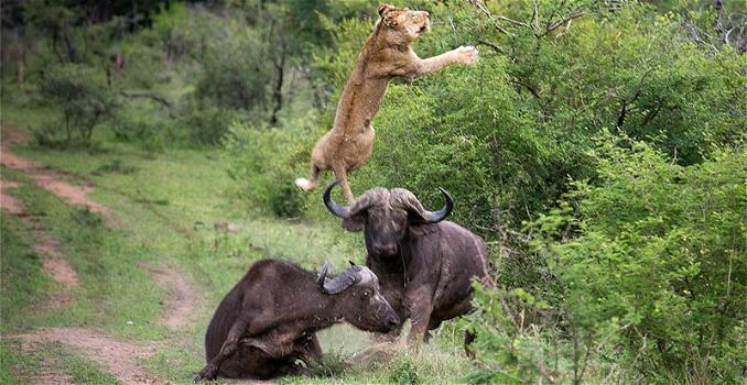 Un bufalo lancia in aria un leone per salvare il suo amico