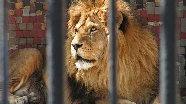 Un leone vive per 13 anni in un circo. Ecco il momento in cui torna libero