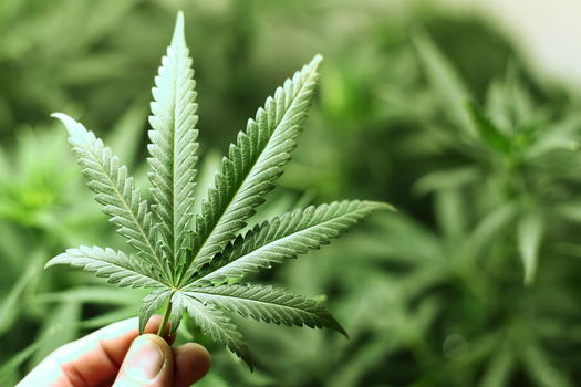 Marijuana contro il dolore: a Firenze le prime coltivazioni