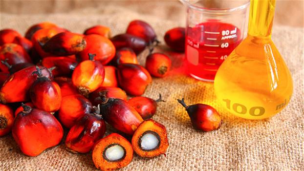 Olio di palma sì, olio di palma no: i pro e i contro