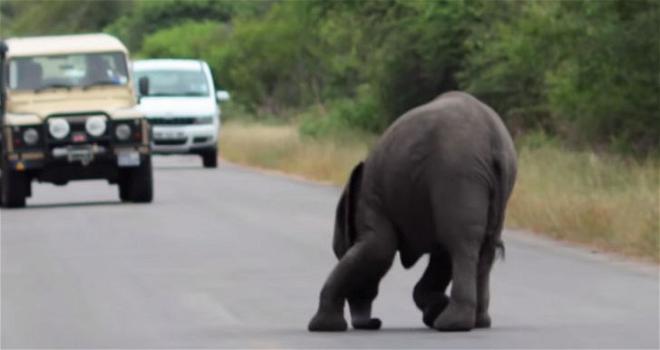 Un elefante sviene in strada. Ecco cosa fa la sua famiglia