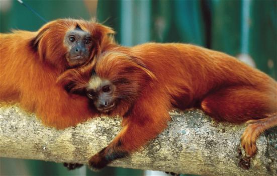 Francia: 17 scimmie scomparse misteriosamente dallo zoo
