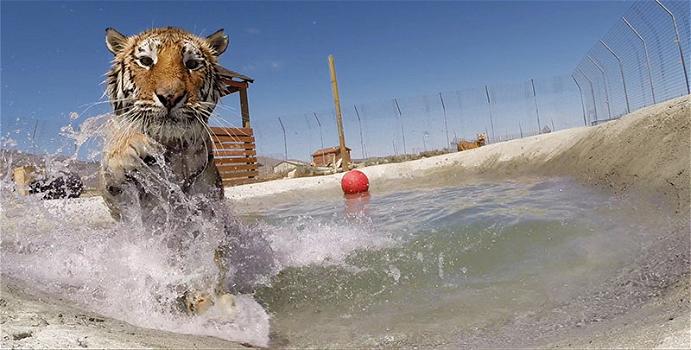 Due tigri vedono l’acqua per la prima volta dopo una vita di maltrattamenti