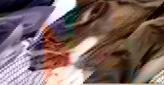 Video divertenti: bambini ed animali. Un rapporto davvero speciale