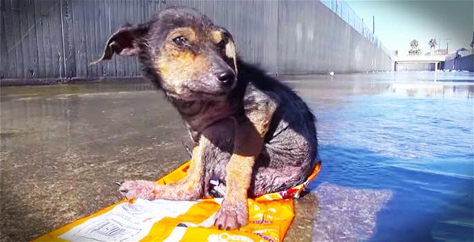 Un cane viene picchiato ed abbandonato in un canale. Ecco il suo salvataggio