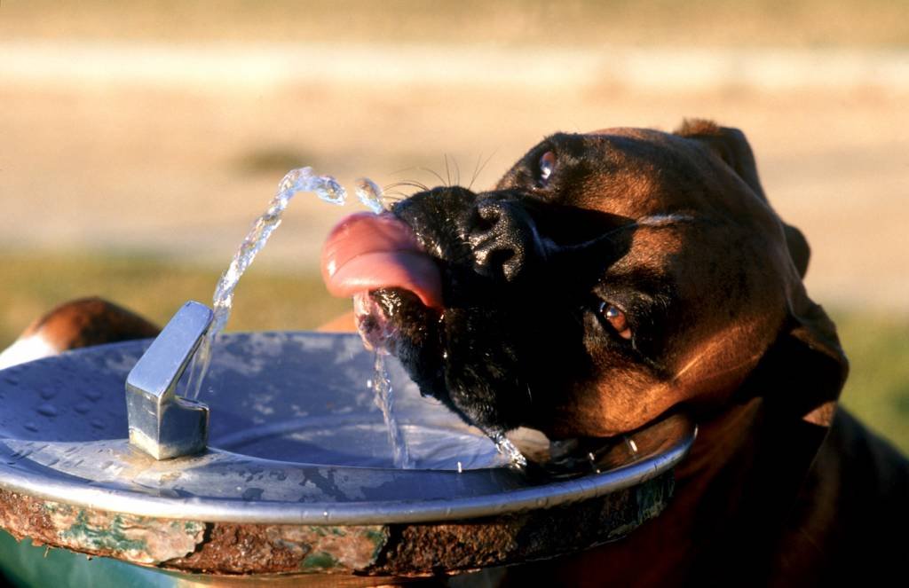 Cani e colpi di calore: come riconoscerli ed evitarli