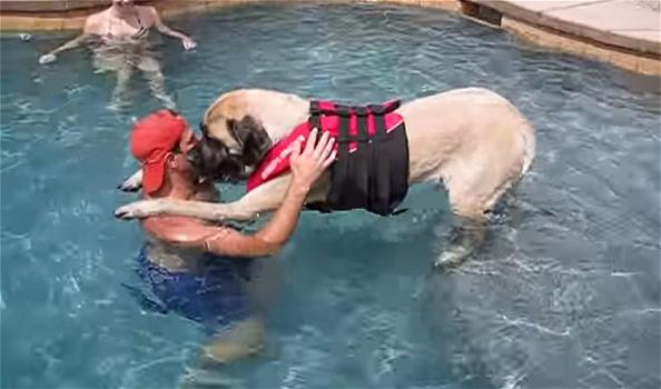 Video divertenti: Questo cane grande e grosso non sa nuotare. Ecco come si comporta in acqua
