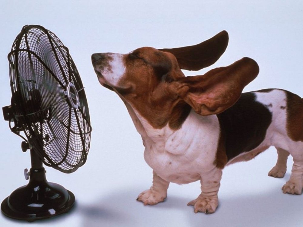 Cani e colpi di calore: come riconoscerli ed evitarli