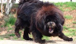 Ecco i cani da guardia più grandi al mondo