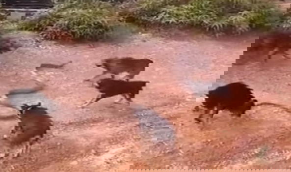 Cinque cani contro un cobra reale di 4 metri. Ecco chi ha la meglio
