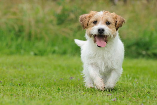 Cani: ecco come educarli
