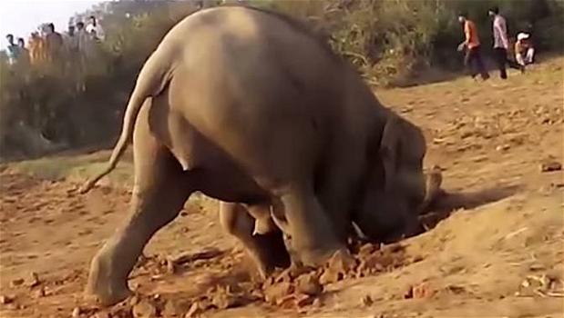 Elefante scava per 11 ore una buca. Ecco perchè