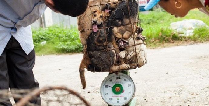 Festival di Yulin: il massacro dei cani che indigna il mondo