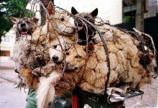 Festival di Yulin: il trionfo della carne di cane che indigna il mondo