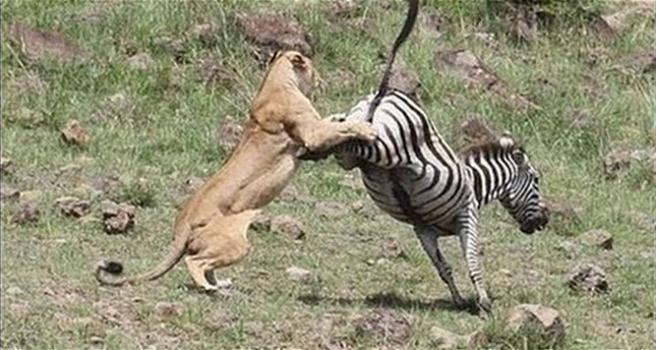 Leone vs Zebra: chi avrà la meglio?
