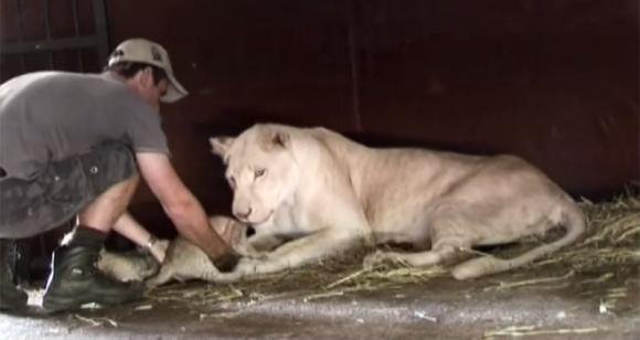 Un uomo si avvicina ad una leonessa ed ai suoi cuccioli. Ecco cosa succede