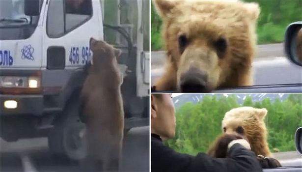 Russia: un orso ferma gli automobilisti e chiede cibo