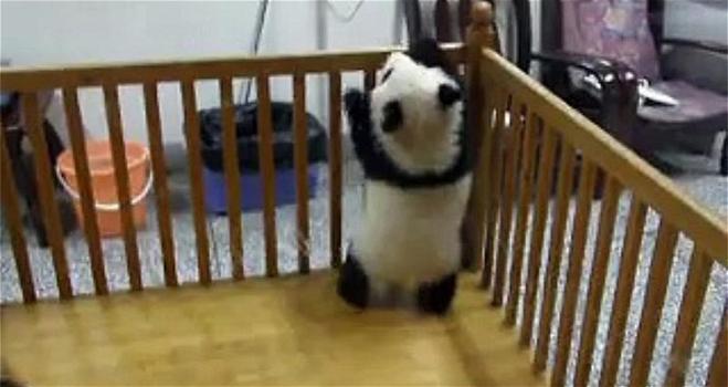 Video divertenti: un piccolo panda cerca di fuggire dalla sua culla. Davvero tenerissimo