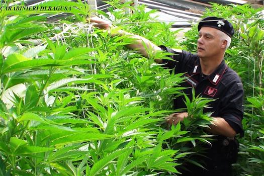 Nasconde 2.000 piante di marijuana tra melanzane: arrestato