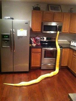Trovano un serpente di 2 metri in cucina intento nel mangiare le uova