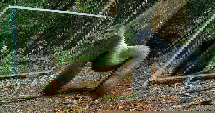 Ecco la reazione degli animali di fronte ad uno specchio