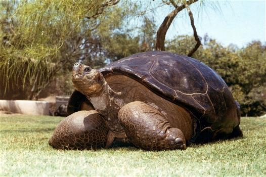 E’ morta Speed, la tartaruga di 150 anni. Era la star dello Zoo di San Diego
