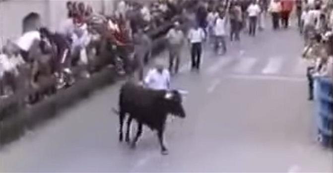 Un toro riconosce tra la folla la persona che lo accudiva